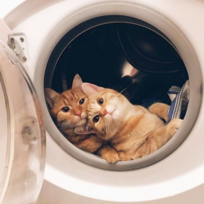 高清超萌的可爱猫咪一对情侣头像图片 情侣头像可爱猫咪