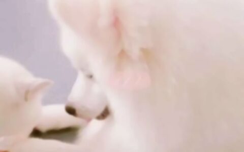 高清可爱的呆萌猫情侣头像图片 情侣猫头像超萌一对两张
