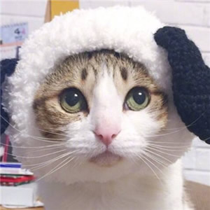 超可爱情侣猫咪头像一对两张