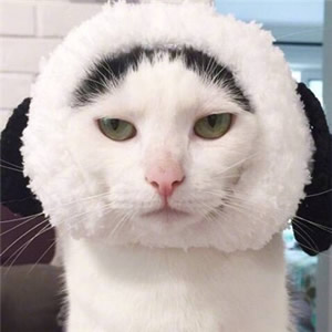 超可爱情侣猫咪头像一对两张