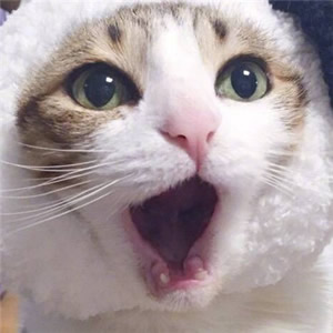 超可爱情侣猫咪头像一对两张