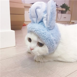 超可爱情侣猫咪头像一对两张