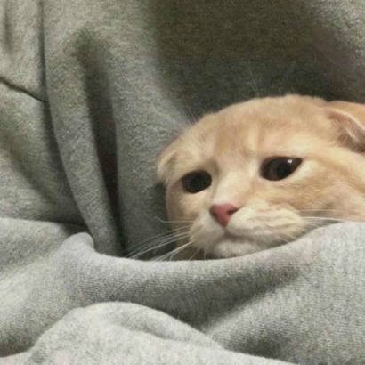 高清可爱超萌的猫咪cp头像图片 情头猫