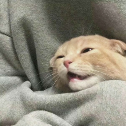 高清可爱超萌的猫咪cp头像图片 情头猫