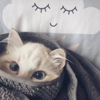 高清可爱超萌的猫咪cp头像图片 情头猫
