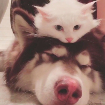 高清可爱超萌的猫咪cp头像图片 情头猫