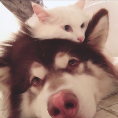 高清可爱超萌的猫咪cp头像图片 情头猫