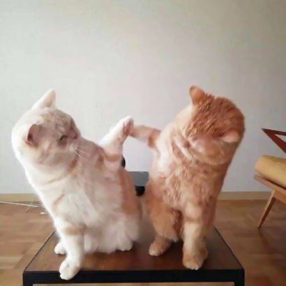 高清可爱超萌的猫咪cp头像图片 情头猫