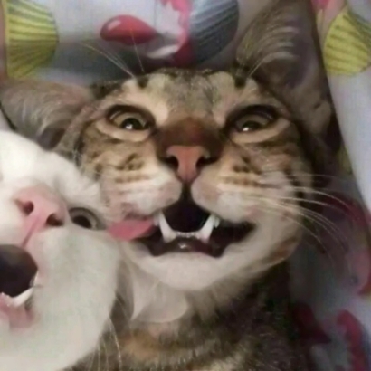 高清可爱超萌的猫咪cp头像图片 情头猫