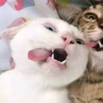 高清可爱超萌的猫咪cp头像图片 情头猫