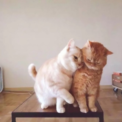 高清可爱超萌的猫咪cp头像图片 情头猫
