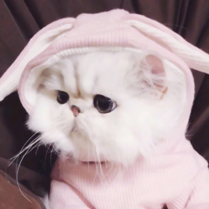 高清可爱超萌的猫咪cp头像图片 情头猫