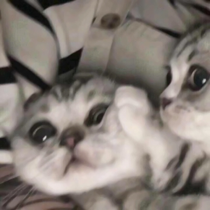 高清可爱超萌的猫咪cp头像图片 情头猫