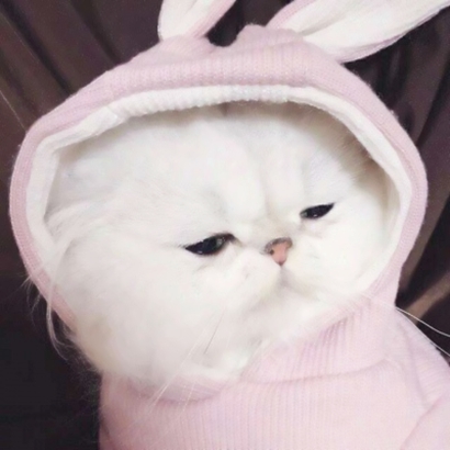 高清可爱超萌的猫咪cp头像图片 情头猫