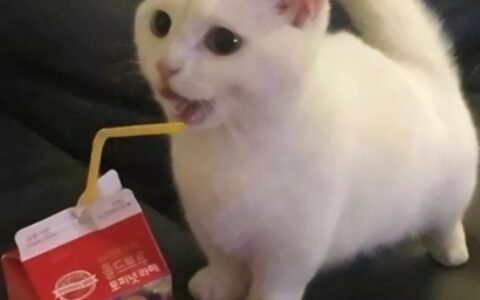 高清搞怪的情头可爱萌图片大全 超萌情头一对两张图片