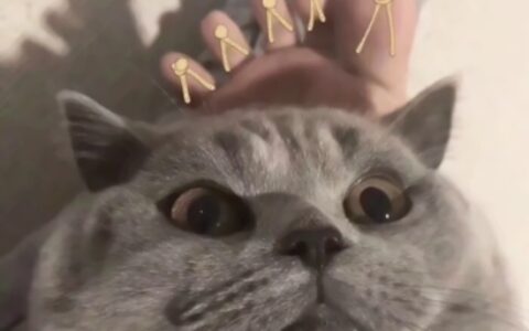 高清蠢萌可爱的猫狗情侣头像图片 猫猫狗狗情侣头像