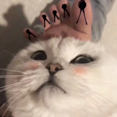 高清蠢萌可爱的猫狗情侣头像图片 猫猫狗狗情侣头像