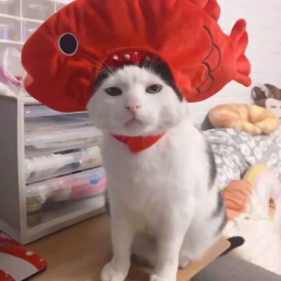 高清蠢萌可爱的猫狗情侣头像图片 猫猫狗狗情侣头像