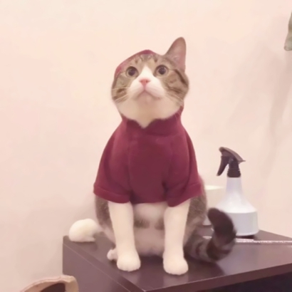 高清蠢萌可爱的猫狗情侣头像图片 猫猫狗狗情侣头像