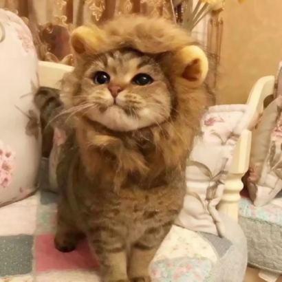 高清蠢萌可爱的猫狗情侣头像图片 猫猫狗狗情侣头像