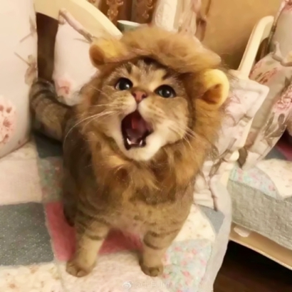 高清蠢萌可爱的猫狗情侣头像图片 猫猫狗狗情侣头像
