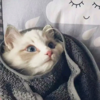 高清蠢萌可爱的猫狗情侣头像图片 猫猫狗狗情侣头像