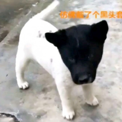 高清搞笑的沙雕情头高清一对两张图片 搞怪的情头一对两张