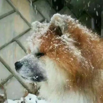 超搞笑的可爱沙雕情头高清图片 沙雕可爱情头