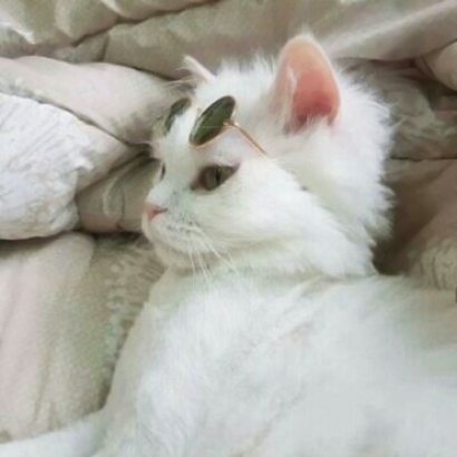 超萌好看的萌宠情侣头像可爱图片 萌宠情侣头像高清