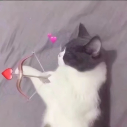 高清可爱的抖音热门猫咪情侣头像图片 猫咪情侣头像抖音