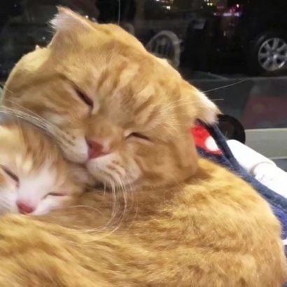 高清可爱的抖音热门猫咪情侣头像图片 猫咪情侣头像抖音