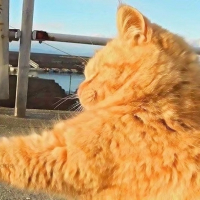 高清可爱的抖音热门猫咪情侣头像图片 猫咪情侣头像抖音