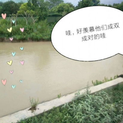 高清超萌的可爱动物情头 超萌动物情头