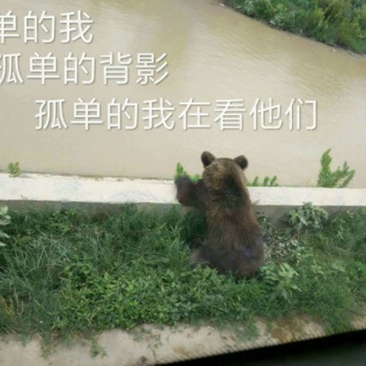 高清超萌的可爱动物情头 超萌动物情头