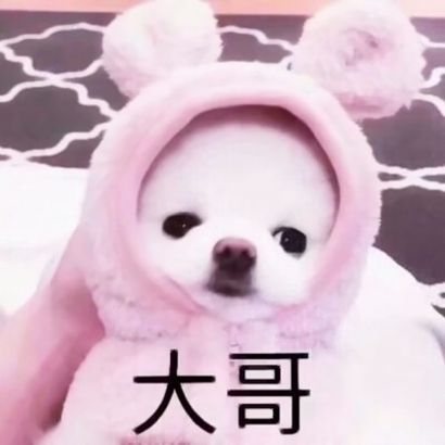高清超萌的可爱动物情头 超萌动物情头