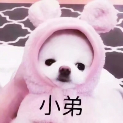 高清超萌的可爱动物情头 超萌动物情头