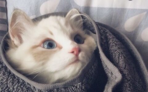 高清可爱的喵星人情头像图片 喵星人情侣头像