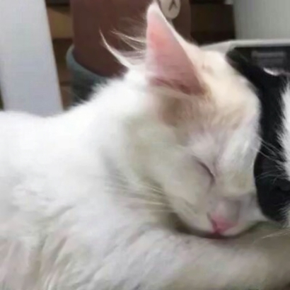 高清好看的情侣头像猫可爱卖萌图片 猫情侣头像两张