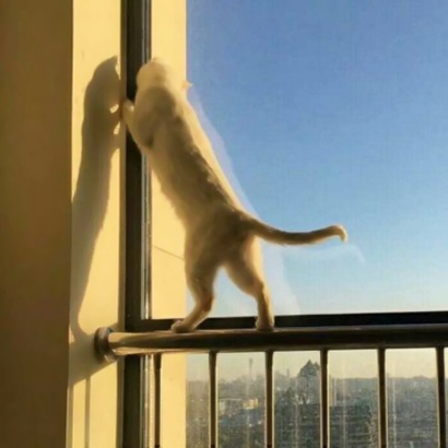 高清好看的情侣头像猫可爱卖萌图片 猫情侣头像两张