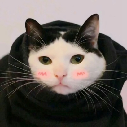 高清好看的情侣头像猫可爱卖萌图片 猫情侣头像两张