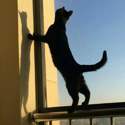 高清好看的情侣头像猫可爱卖萌图片 猫情侣头像两张