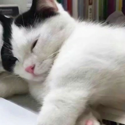 高清好看的情侣头像猫可爱卖萌图片 猫情侣头像两张