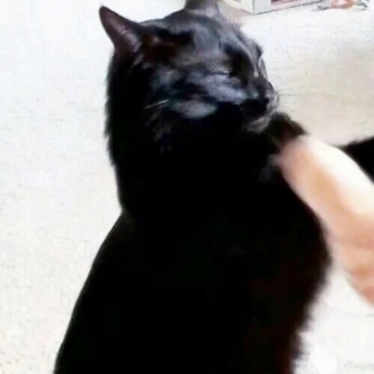 高清好看的情侣头像猫可爱卖萌图片 猫情侣头像两张