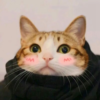 高清好看的情侣头像猫可爱卖萌图片 猫情侣头像两张