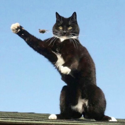 高清好看的情侣头像猫可爱卖萌图片 猫情侣头像两张