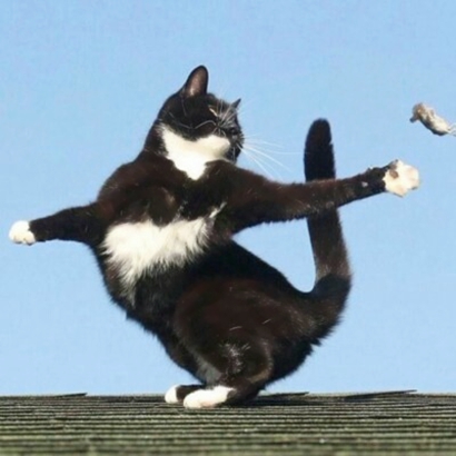 高清好看的情侣头像猫可爱卖萌图片 猫情侣头像两张