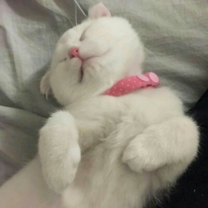 高清好看的情侣头像猫可爱卖萌图片 猫情侣头像两张