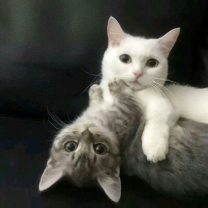 高清好看的情侣头像猫可爱卖萌图片 猫情侣头像两张
