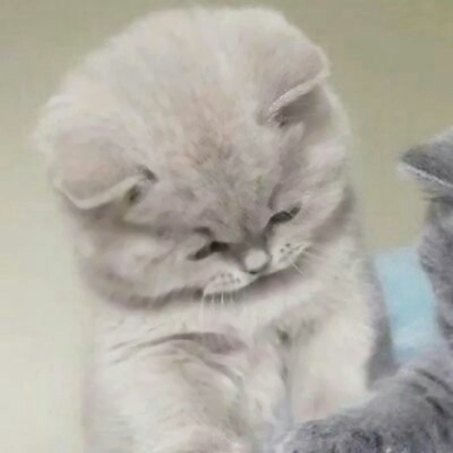 高清好看的情侣头像猫可爱卖萌图片 猫情侣头像两张