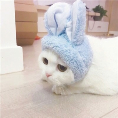 高清好看的情侣头像猫可爱卖萌图片 猫情侣头像两张